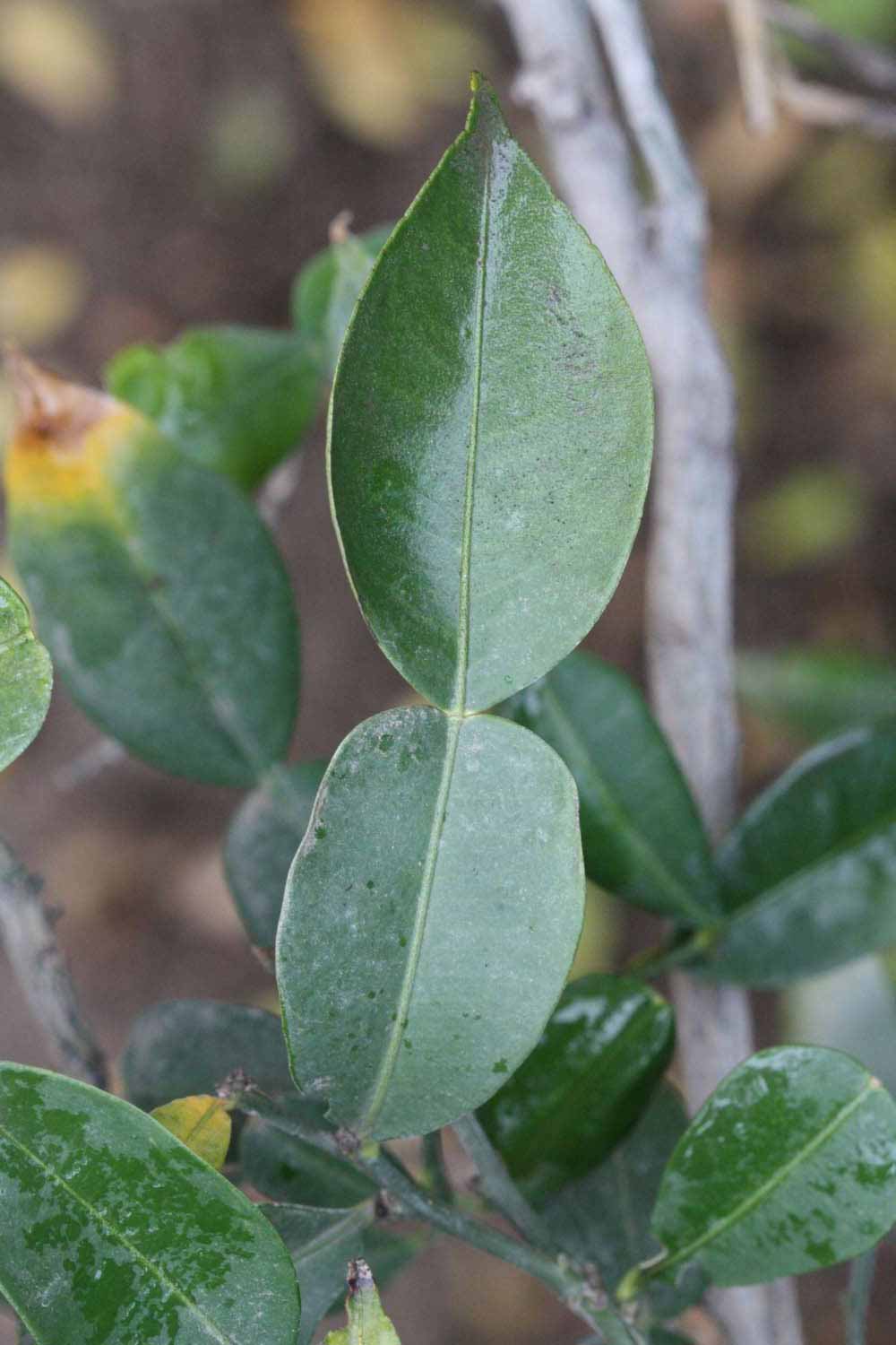              Unifoliolate leaf (Riverside, CA)       